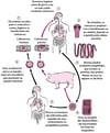 Ciclo de vida do Taenia solium