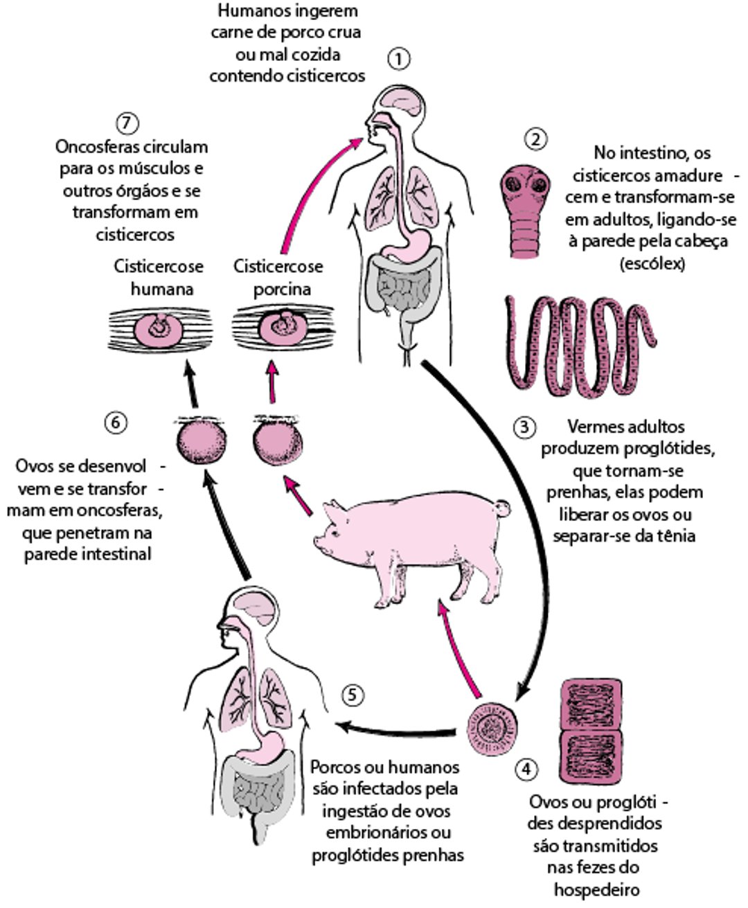 Ciclo de vida do <i >Taenia solium</i>