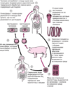 Жизненный цикл Taenia solium