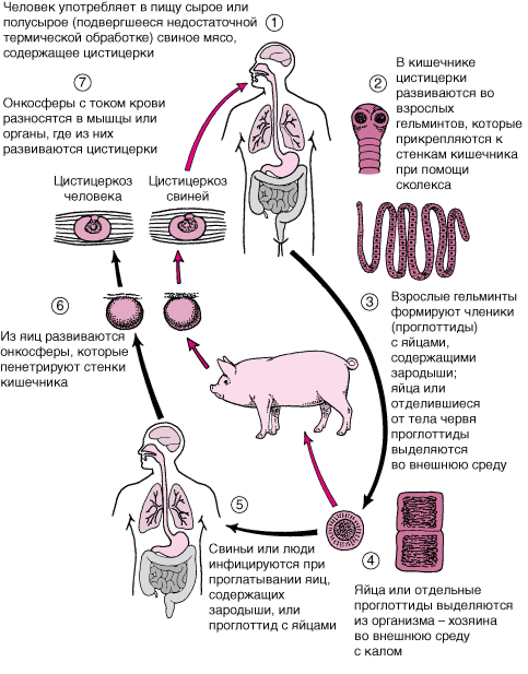 Жизненный цикл <i >Taenia solium</i>