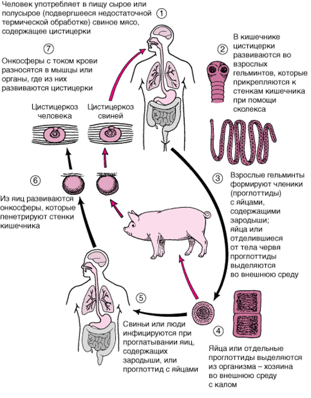 Жизненный цикл <i >Taenia solium</i>