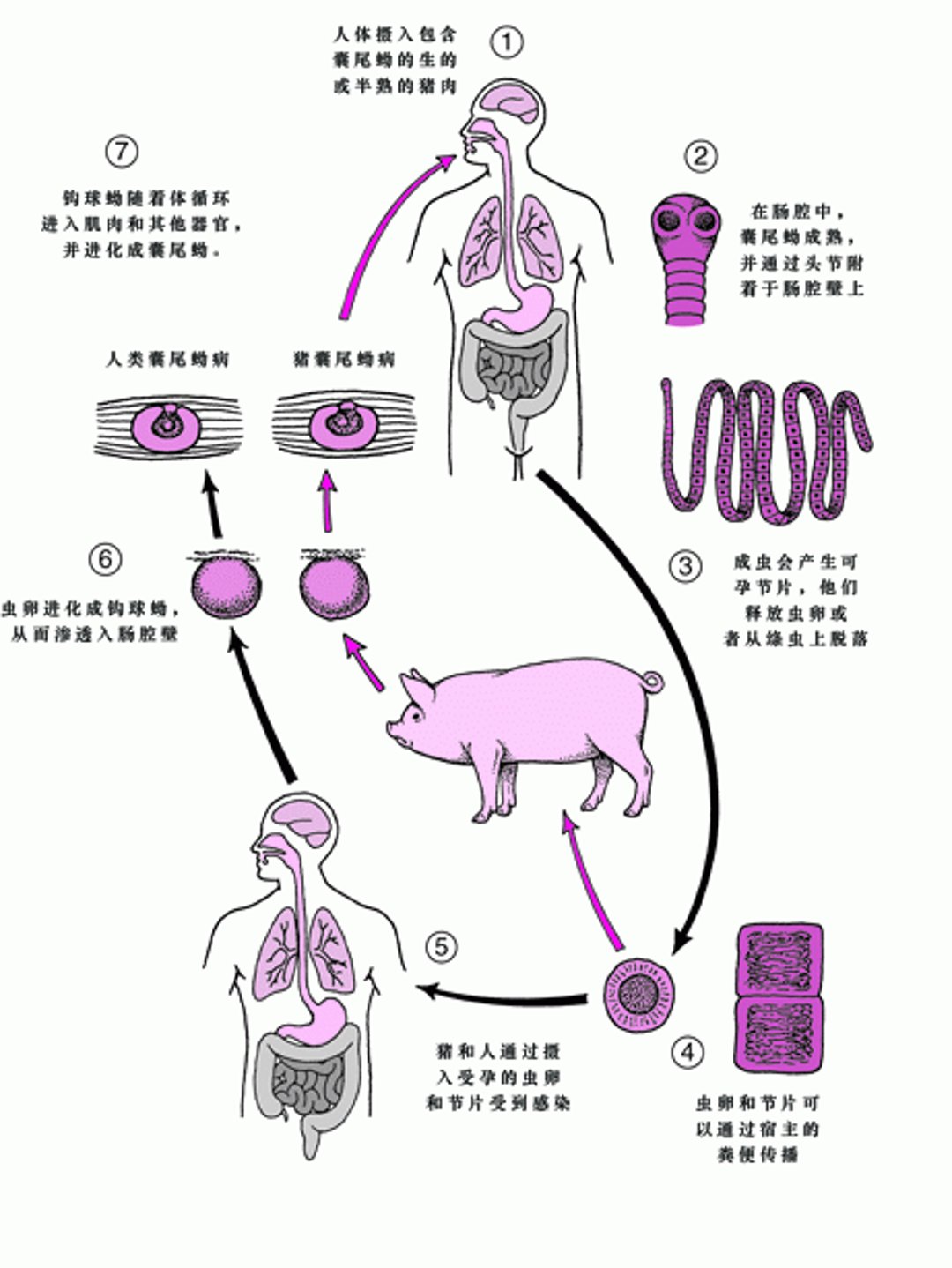 <i >Taenia solium</i>猪带绦虫生活史