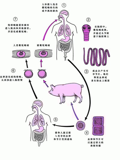 <i >Taenia solium</i>猪带绦虫生活史