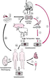 Lebenszyklus von Toxoplasma gondii