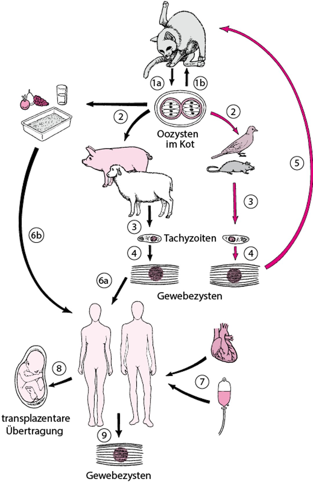Lebenszyklus von Toxoplasma gondii