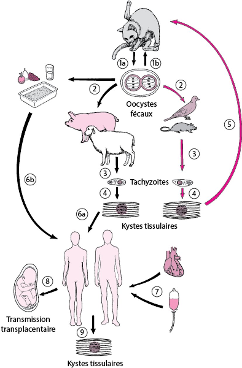 Cycle de vie de Toxoplasma gondii