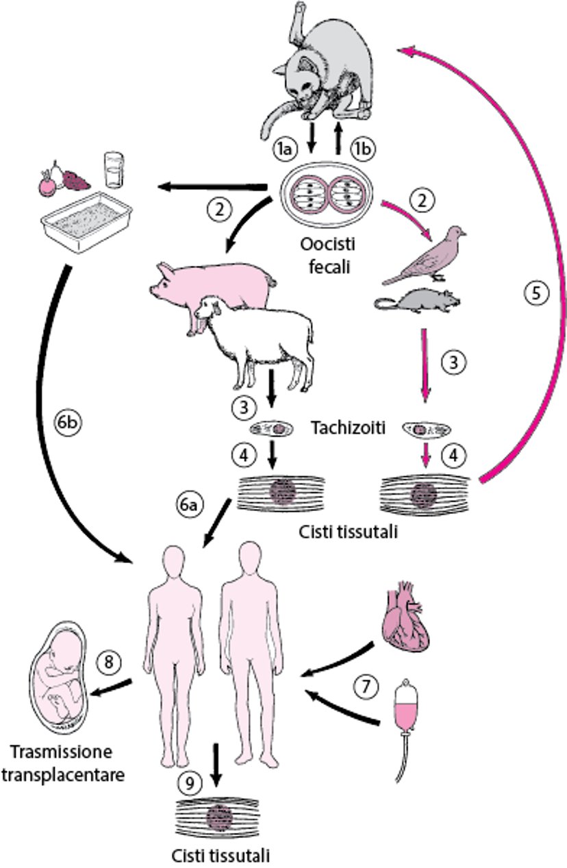 Ciclo di vita di <i >Toxoplasma gondii</i>