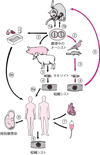 Toxoplasma gondiiの生活環