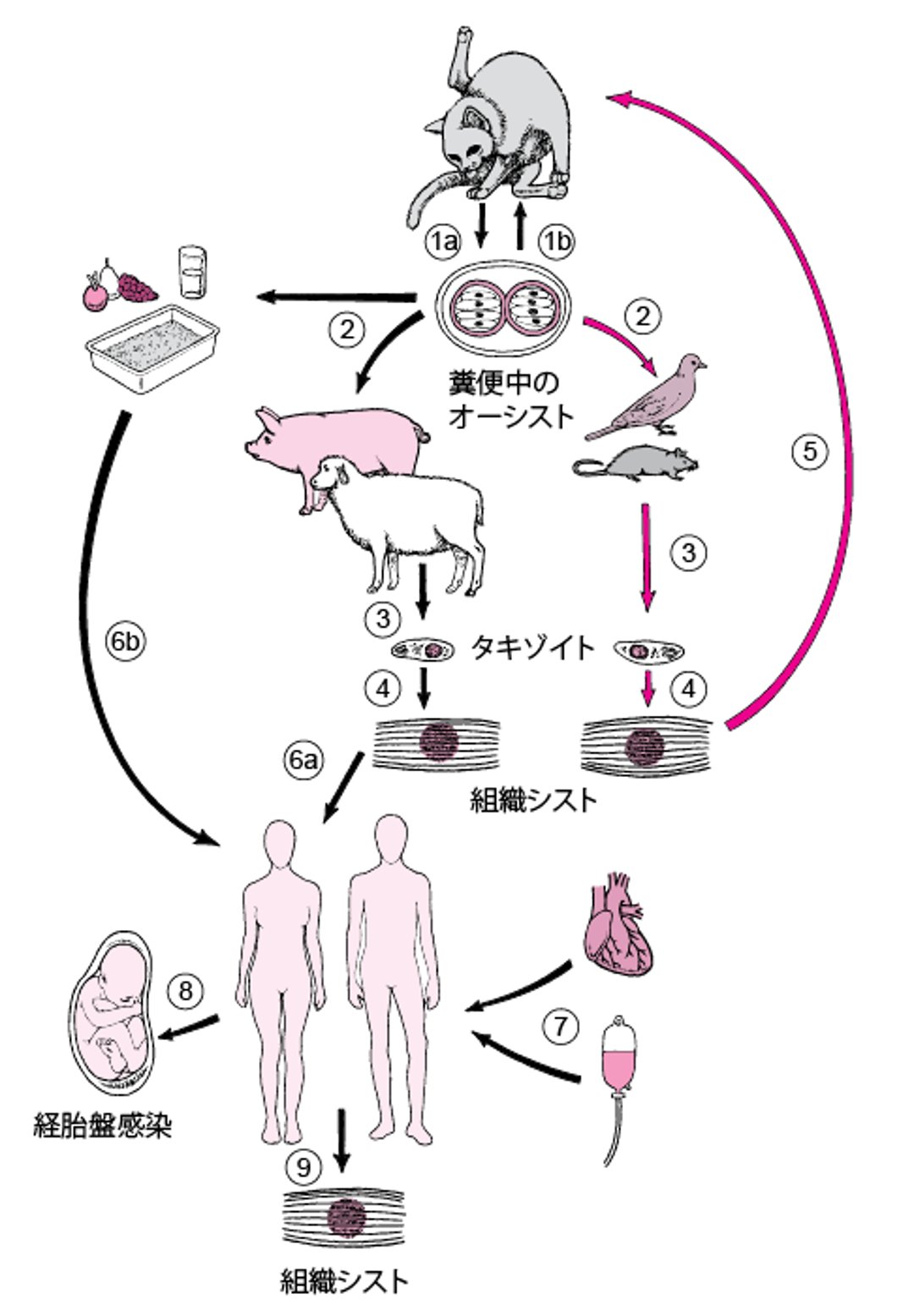 <i >Toxoplasma gondii</i>の生活環