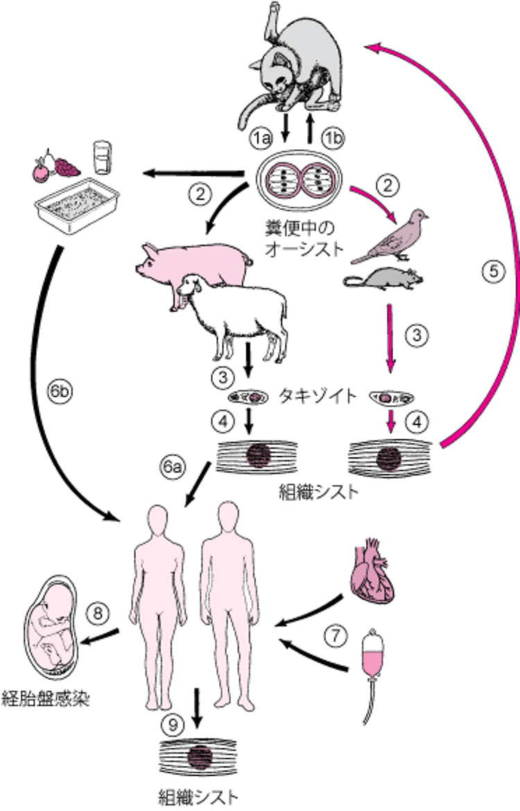 Toxoplasma gondiiの生活環
