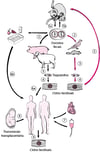 Ciclo de vida do Toxoplasma gondii