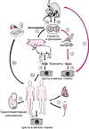 Жизненный цикл Toxoplasma gondii