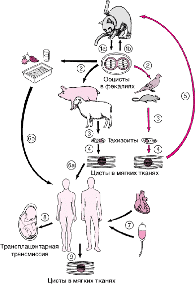 Жизненный цикл Toxoplasma gondii
