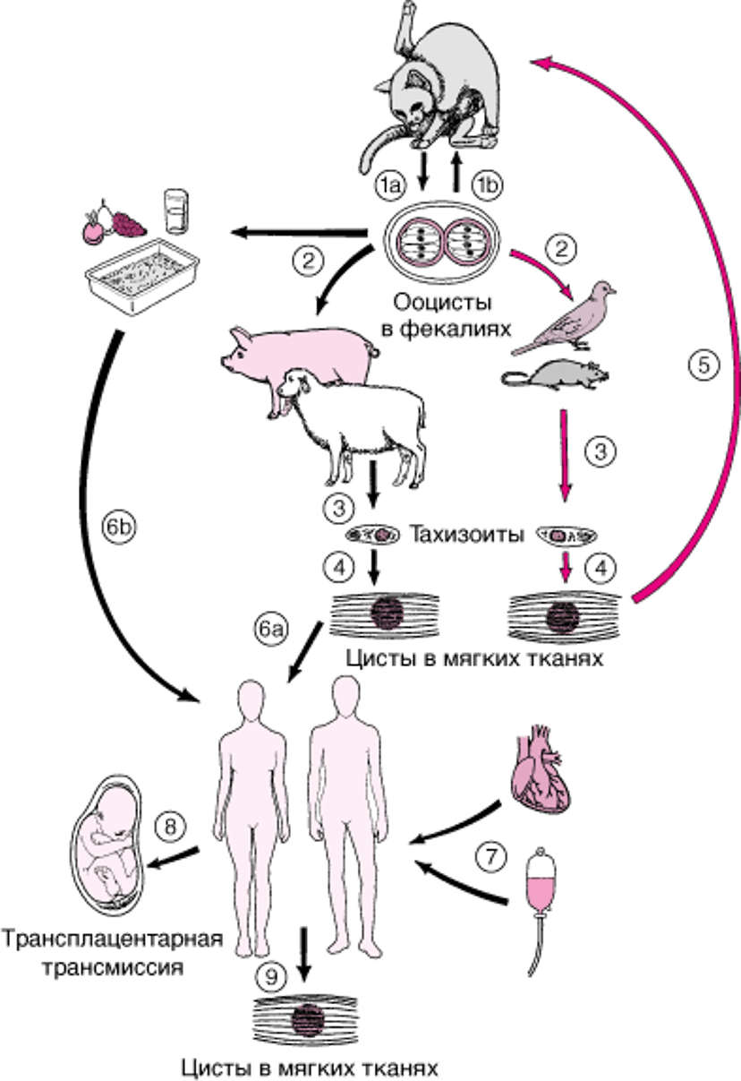 Жизненный цикл <i >Toxoplasma gondii</i>