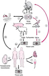 Toxoplasma gondii життєвий цикл