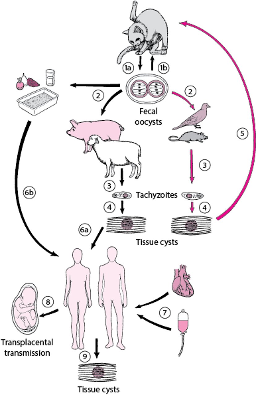 <i >Toxoplasma gondii</i> життєвий цикл