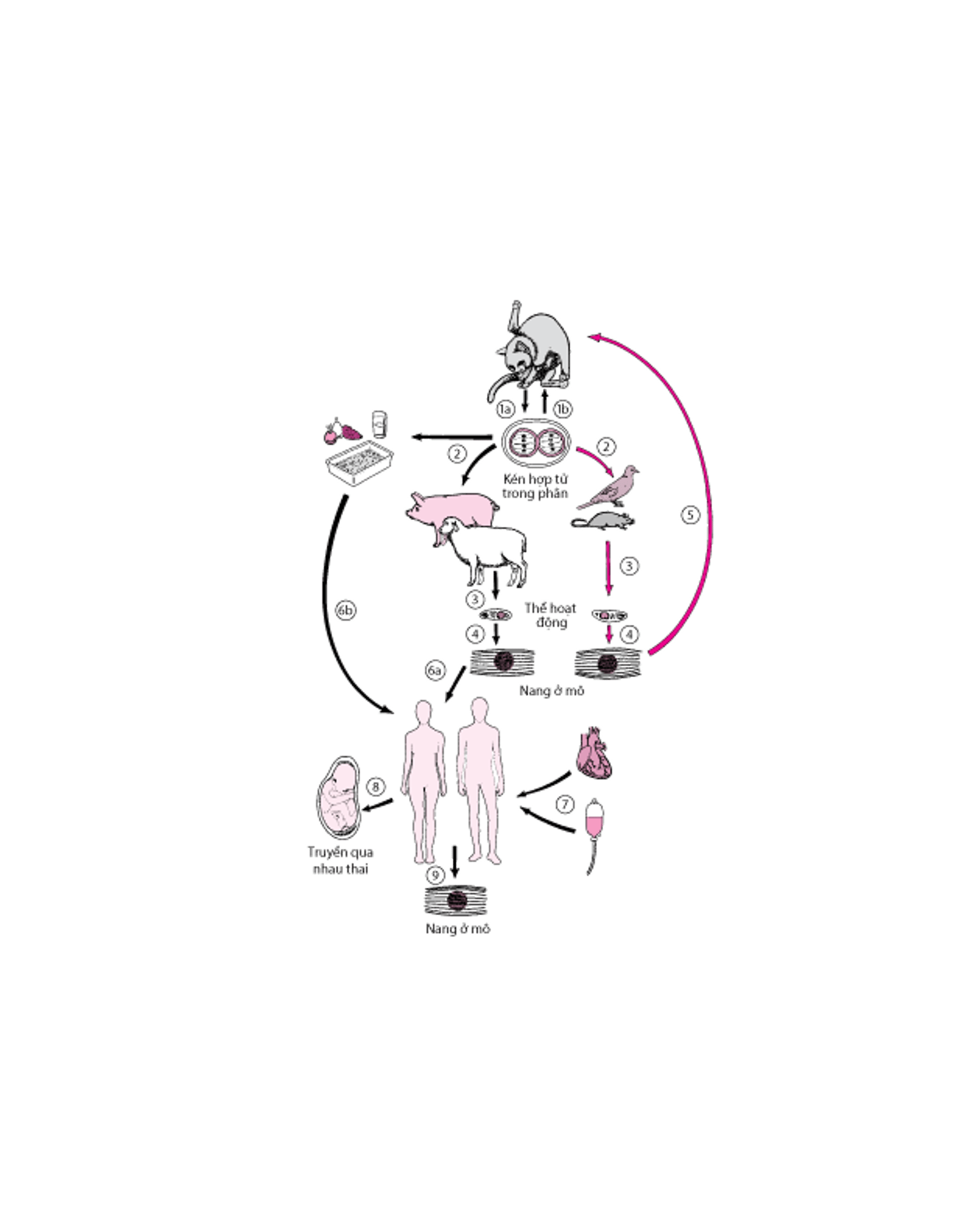 Vòng đời <i >Toxoplasma gondii</i>