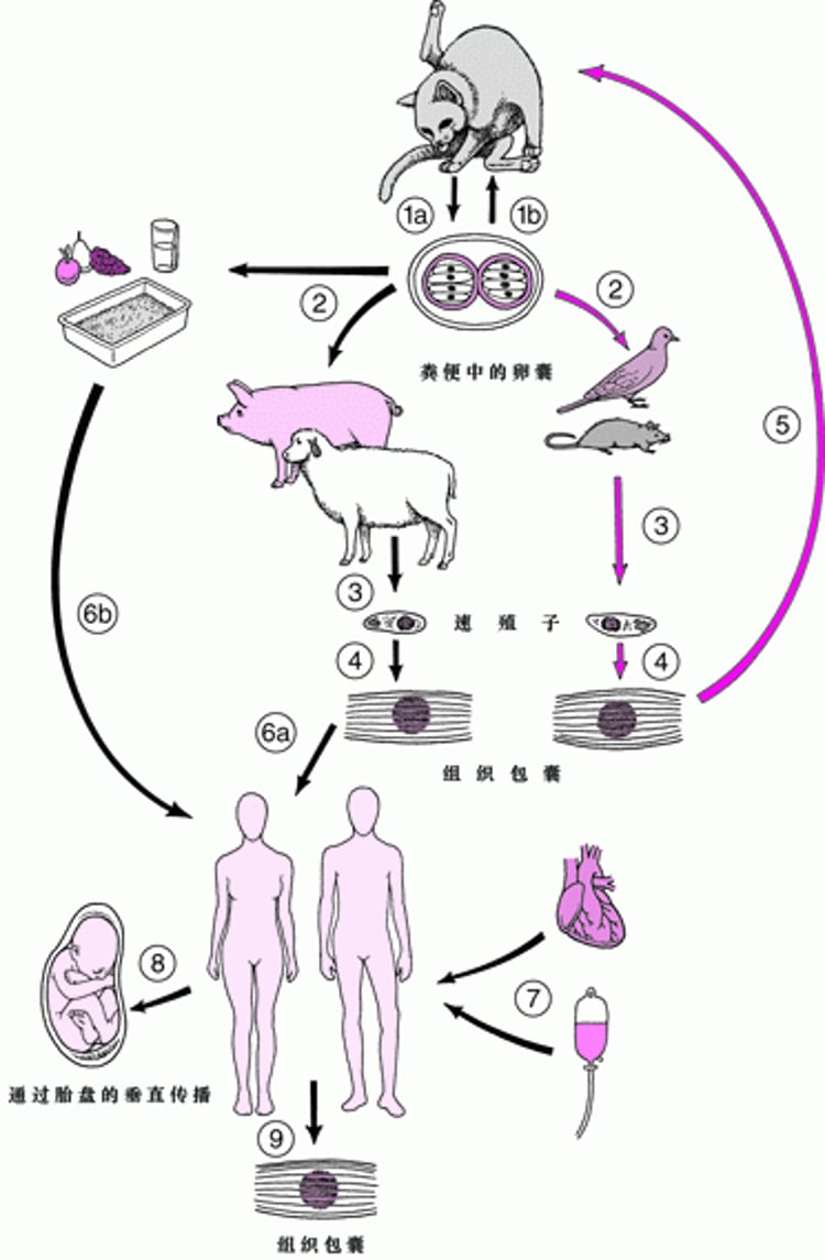 <i >Toxoplasma gondii</i>弓形虫生活史