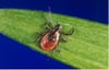 Ixodes scapularis（シカダニの成虫）