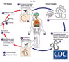 Ciclo vital de Loa loa