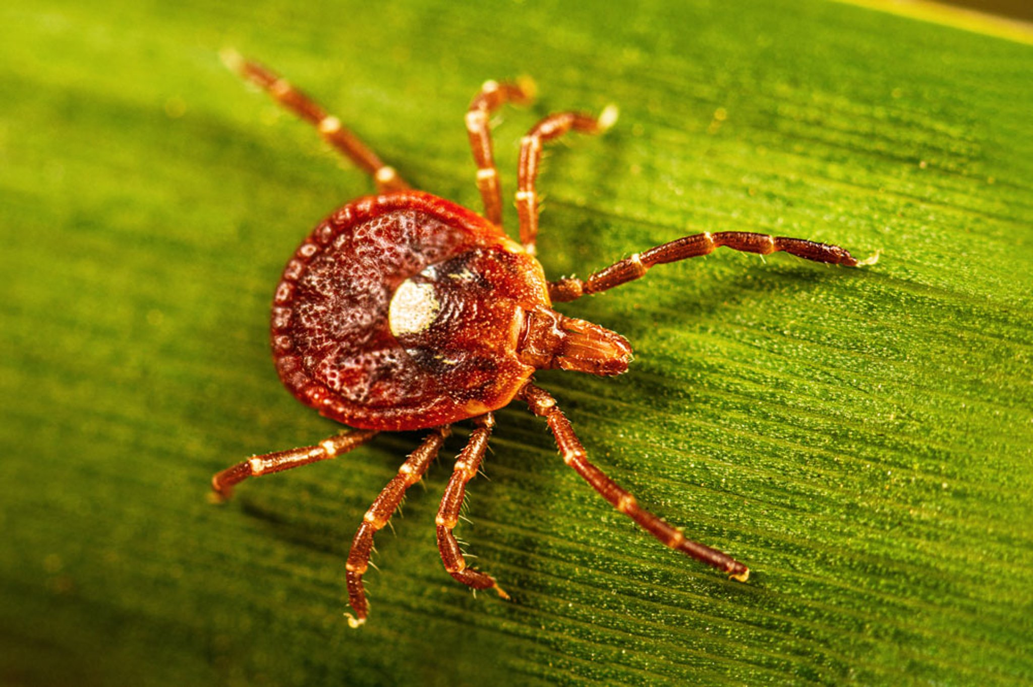 <i >Amblyomma americanum</i> (Lone Star Tick)