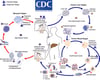 Cycle évolutif de Plasmodium