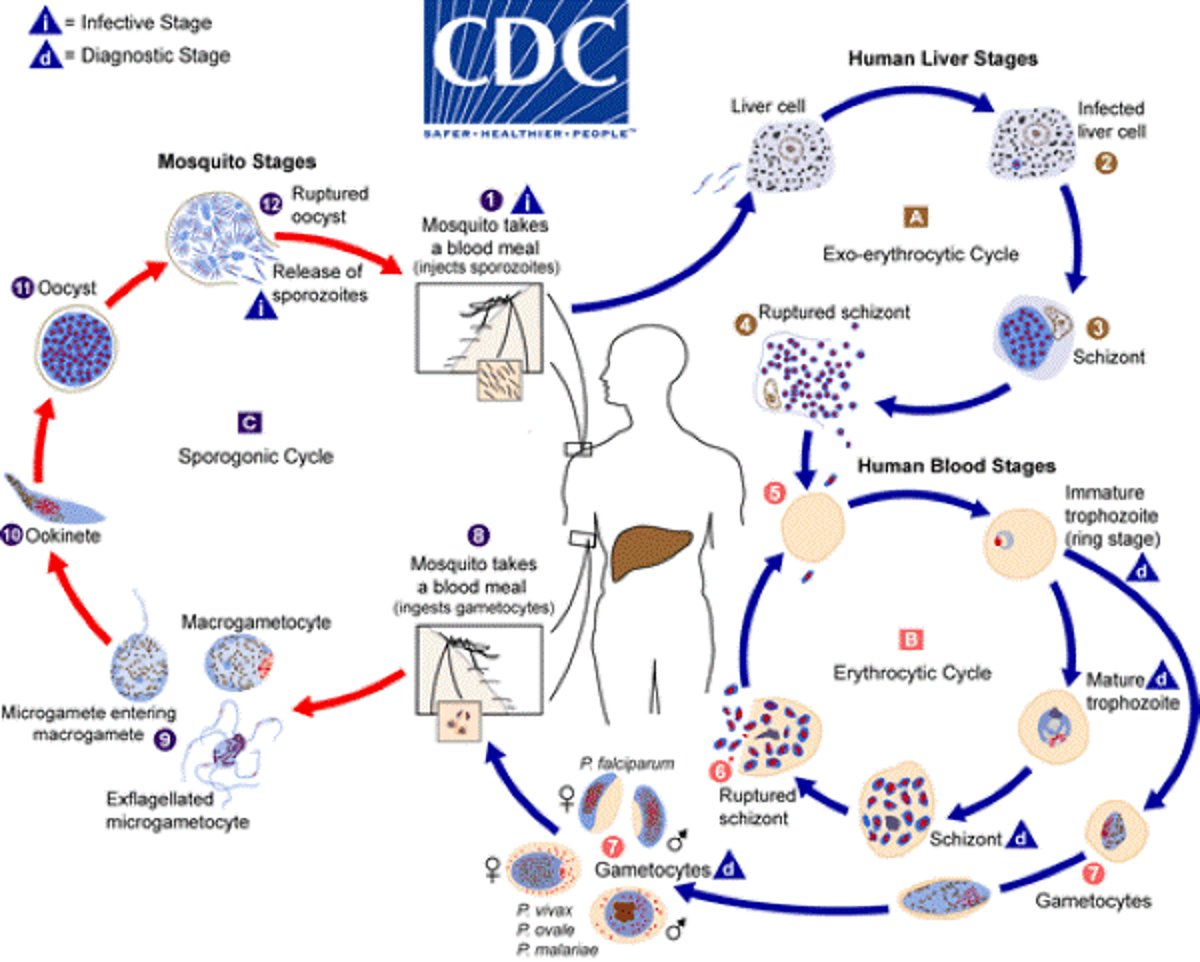 Жизненный цикл <i >малярийного плазмодия</i>