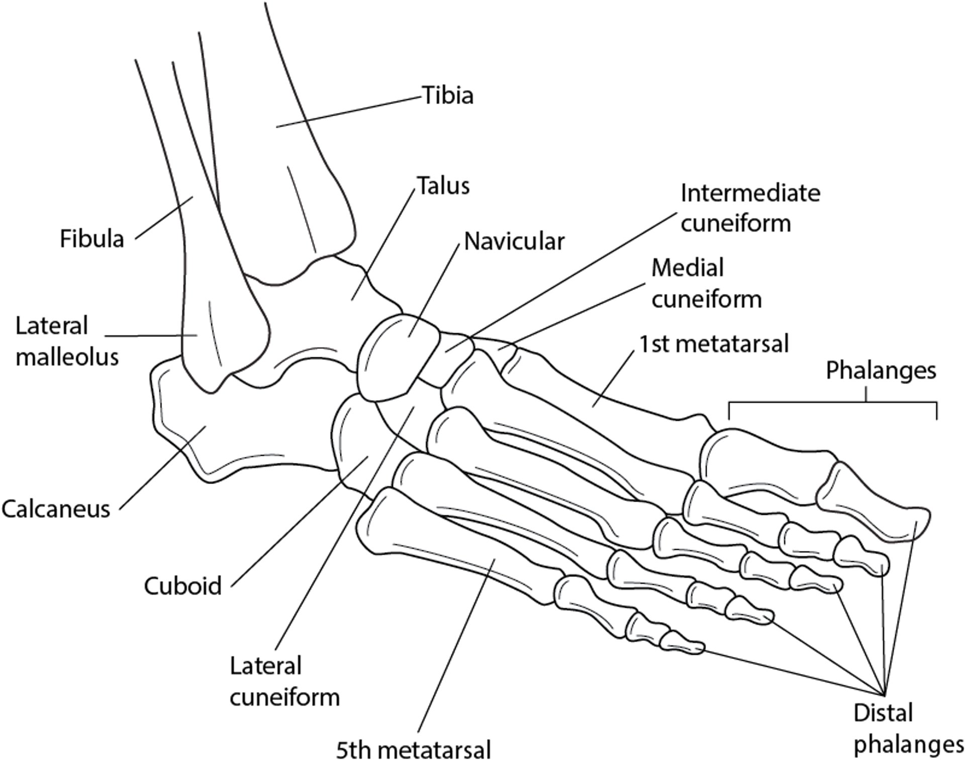 Knochen des Knöchels und Fußes