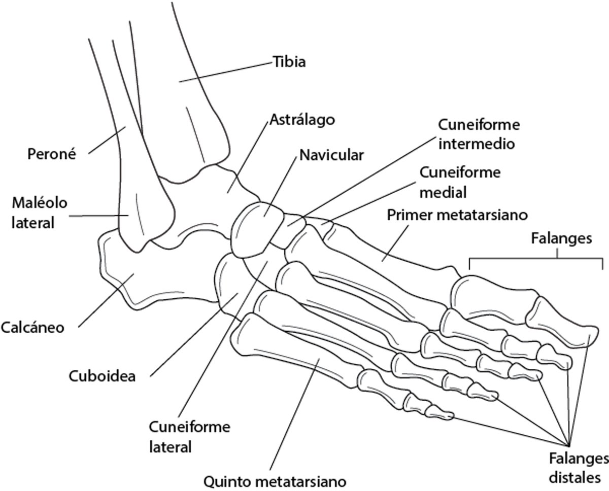 Huesos del tobillo y el pie