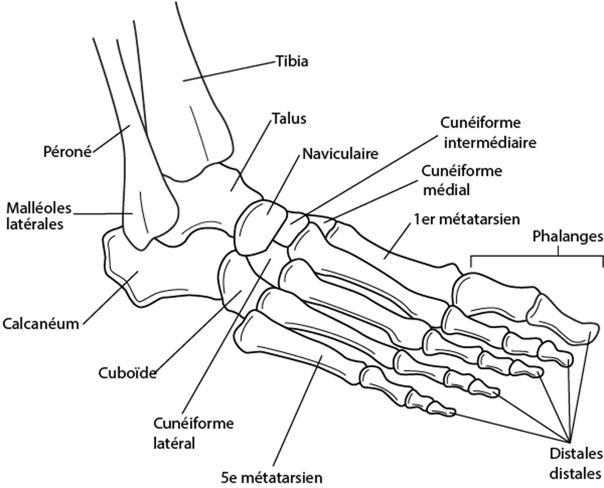 Os de la cheville et du pied