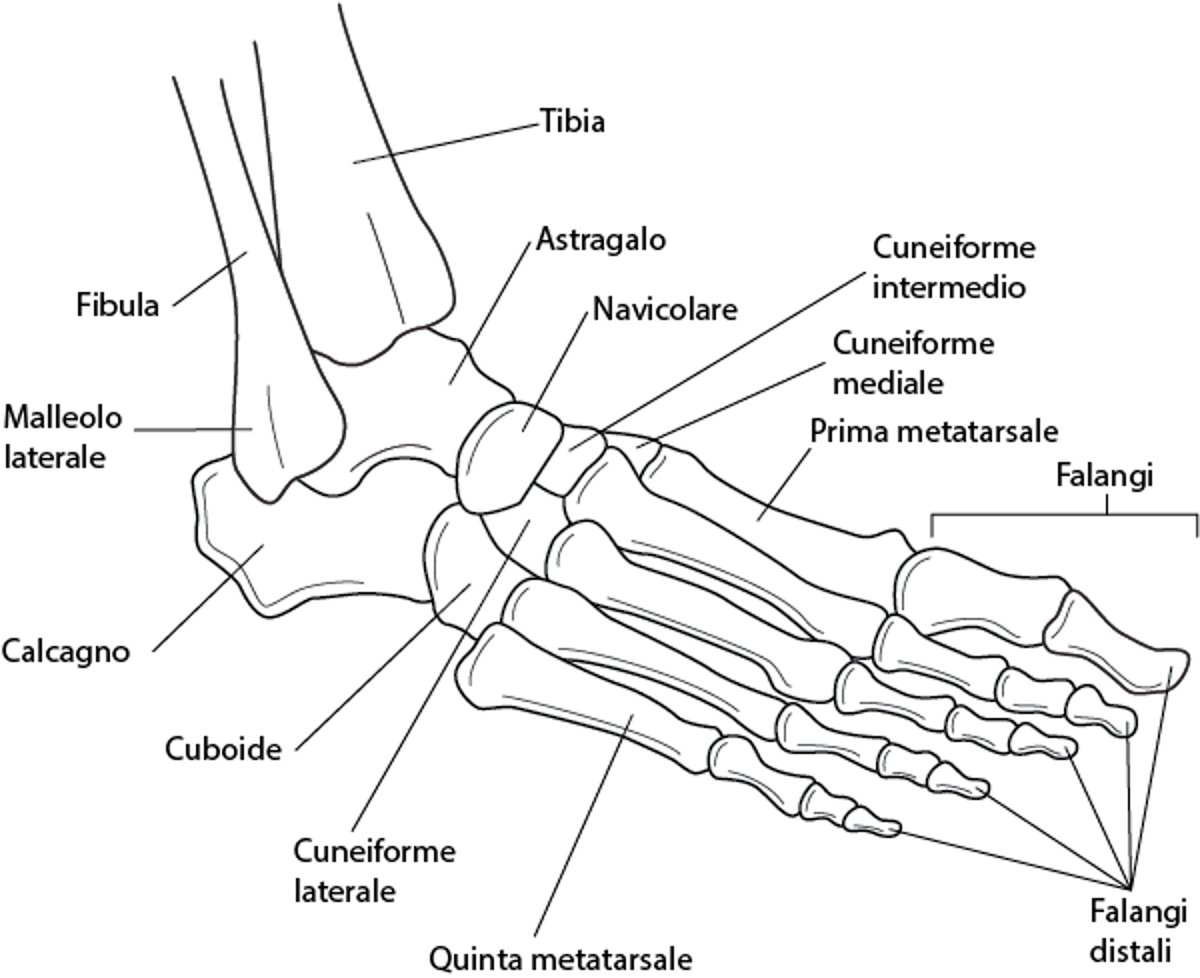 Ossa della caviglia e del piede
