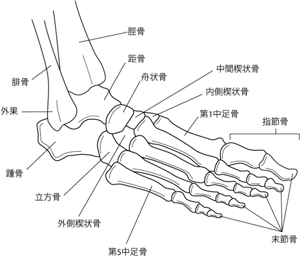 足および足関節の骨