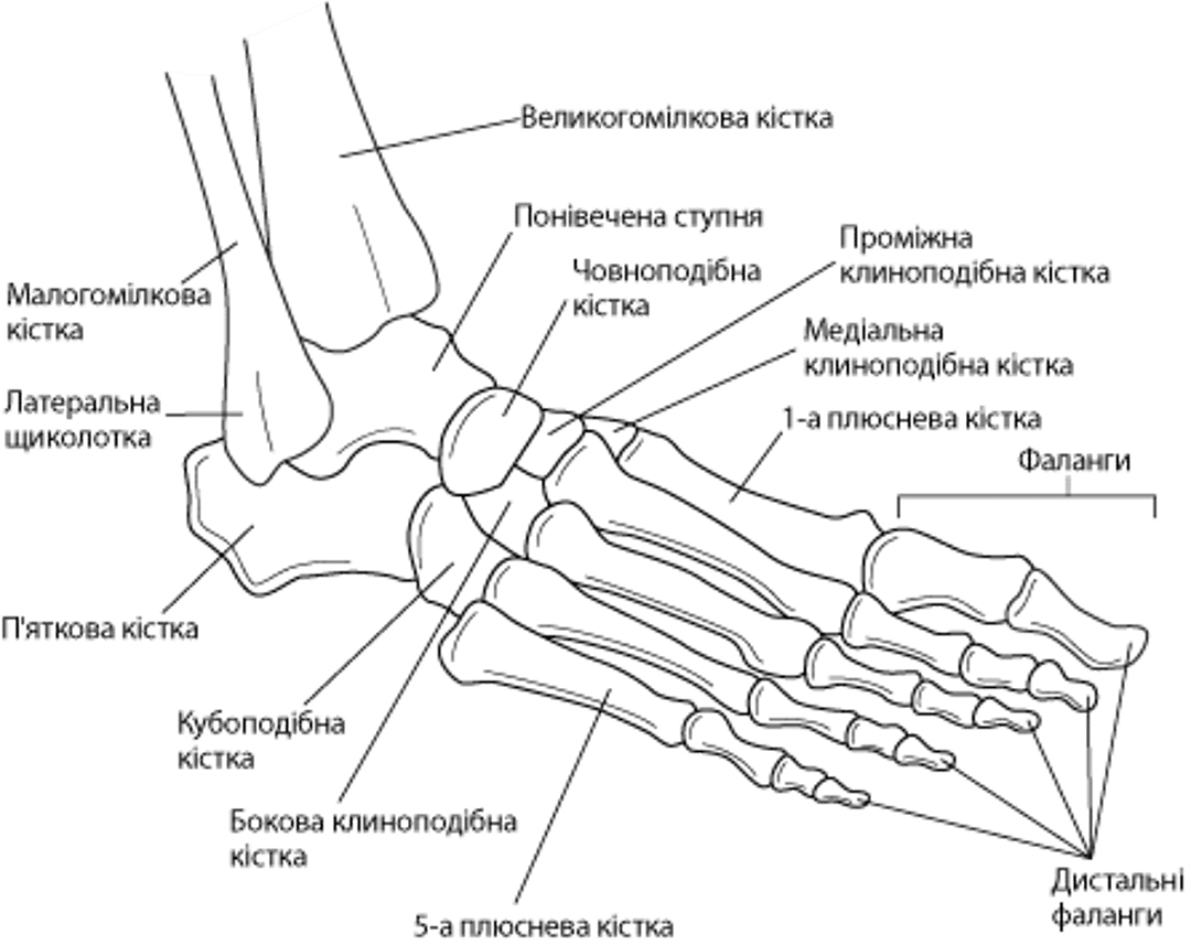 Bones of the Ankle and Foot