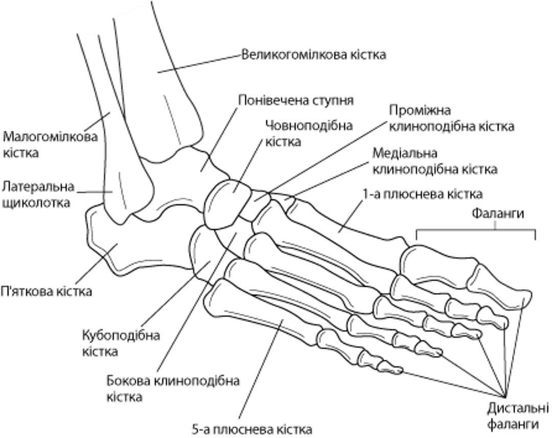 Кістки надп’ятково-гомілкового суглоба та стопи