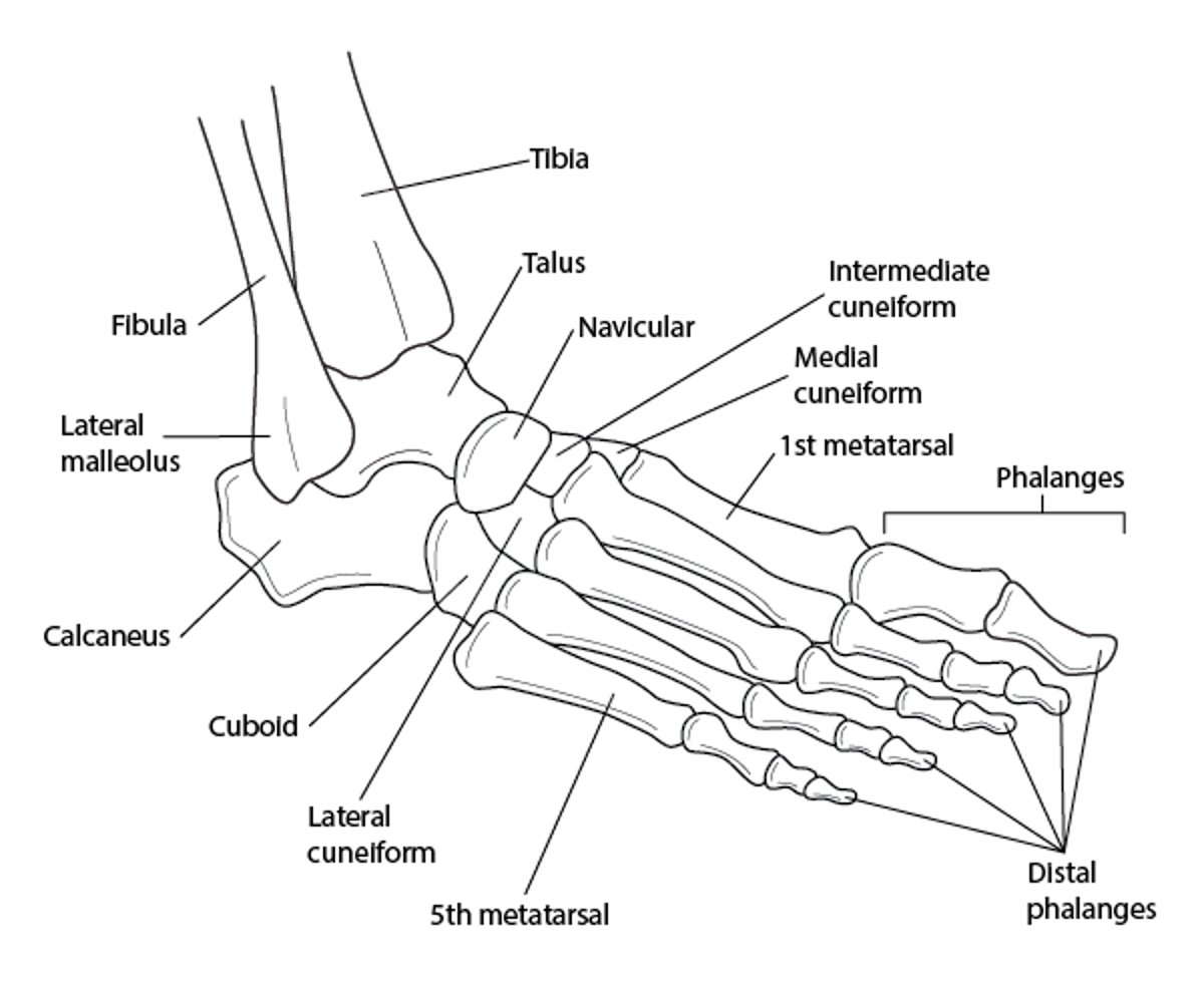 脚踝和脚的骨头