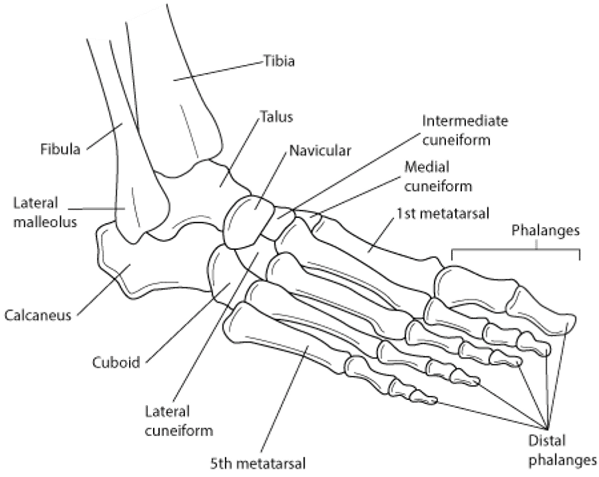 脚踝和脚的骨头