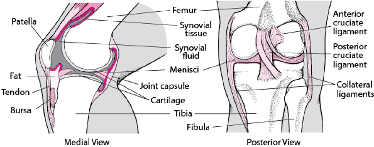 Inside the Knee