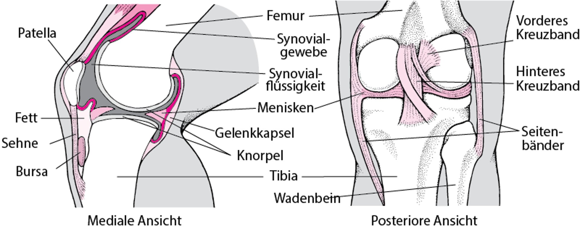 Im Knie