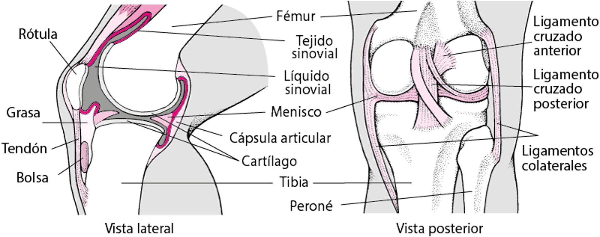 Interior de la rodilla