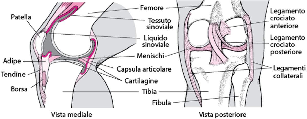 All'interno del ginocchio