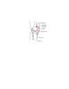 Hút dịch khớp gối.