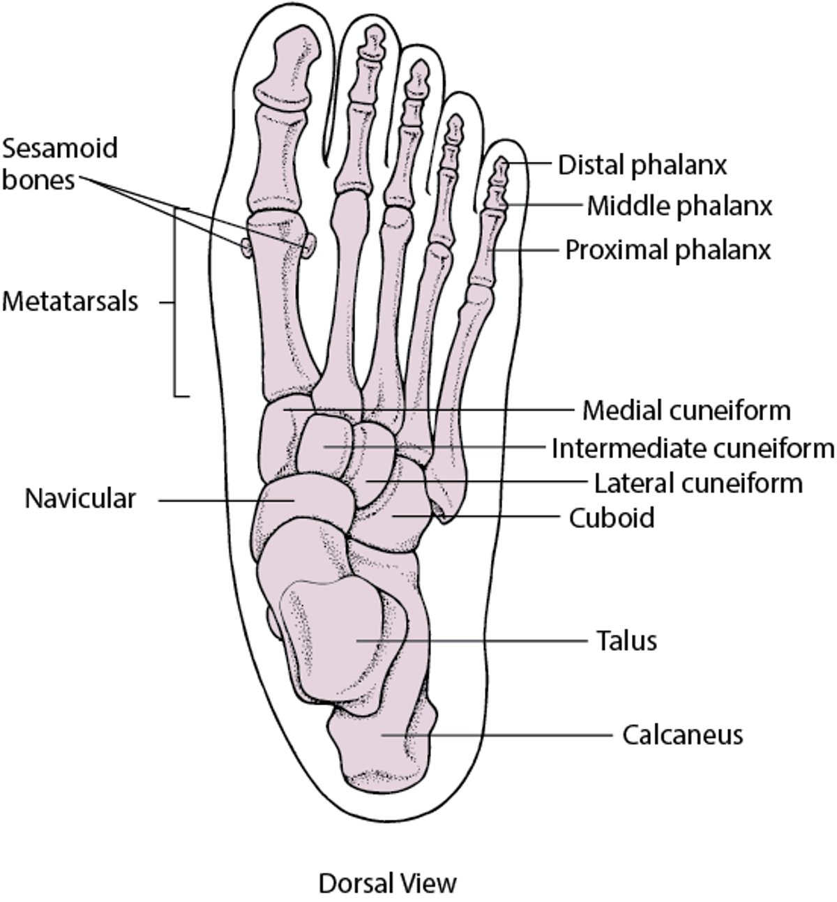 Bones of the Foot
