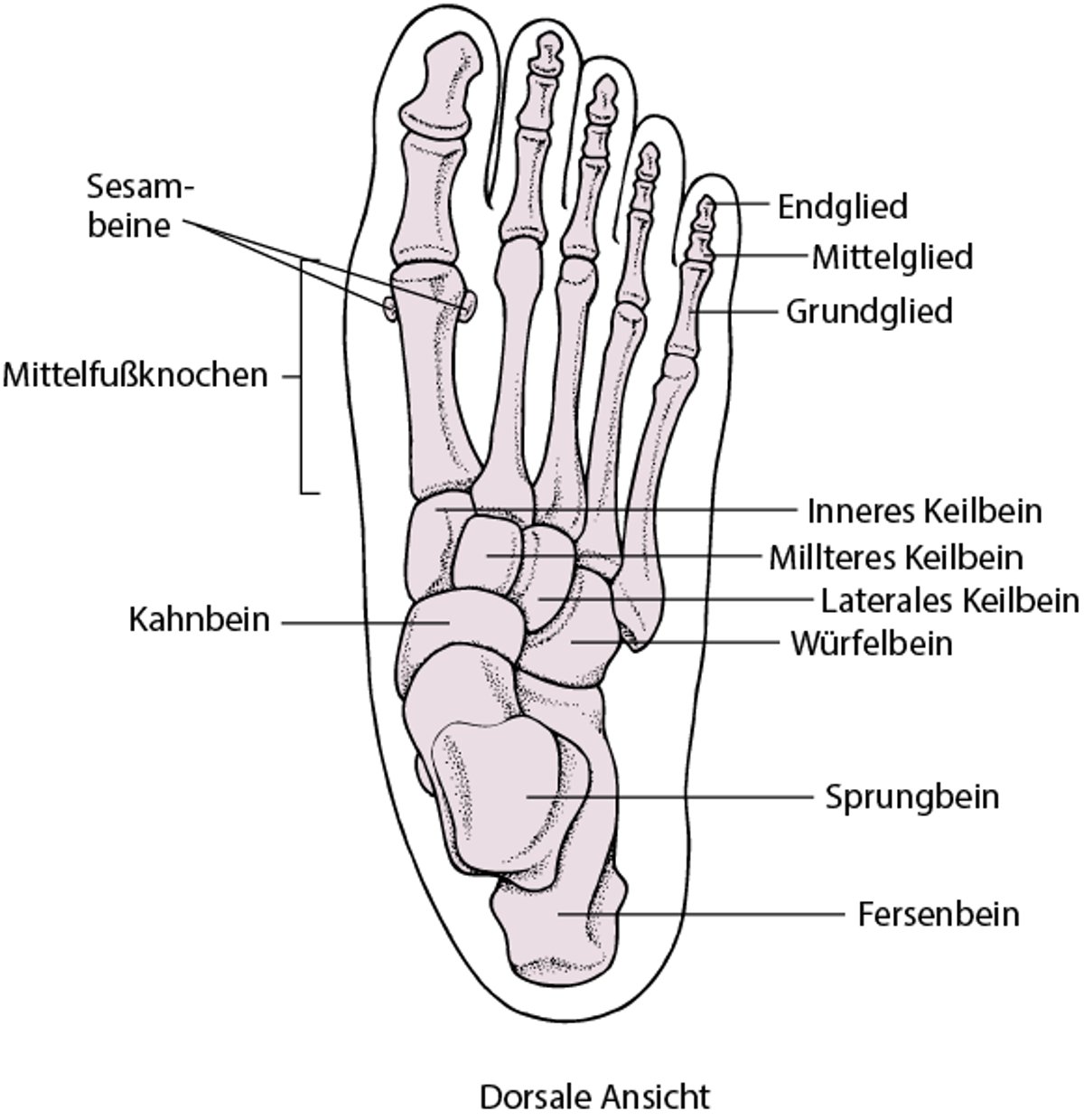 Fußknochen