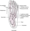 Os du pied
