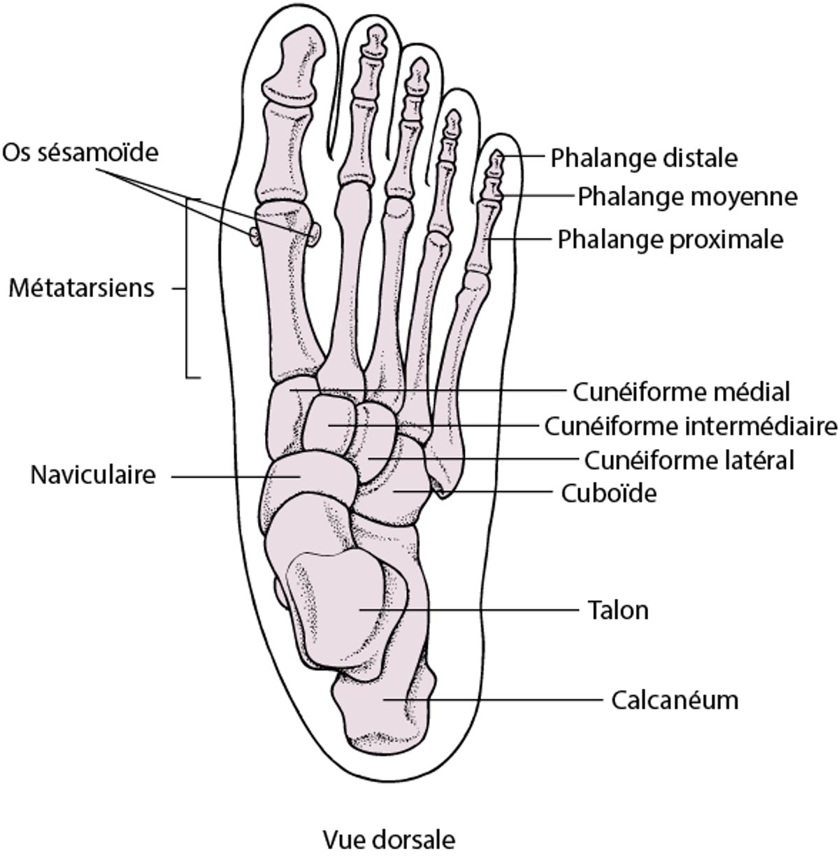 Os du pied