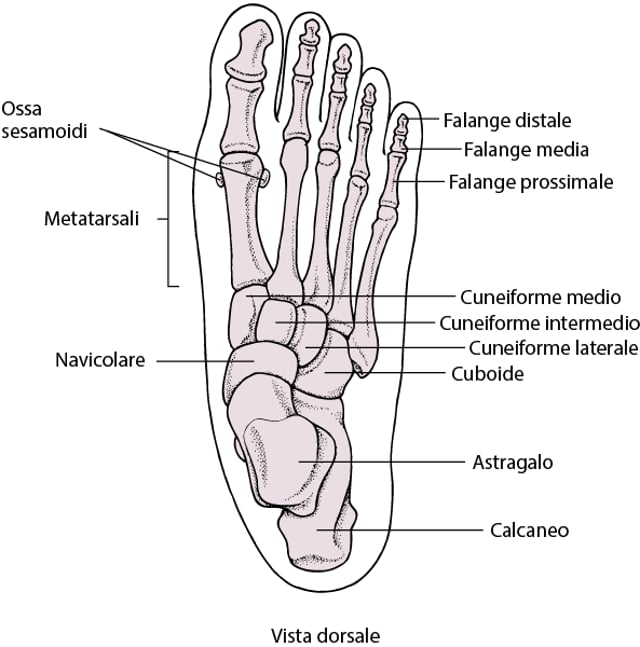 image-ossa-del-piede-manuali-msd-edizione-professionisti