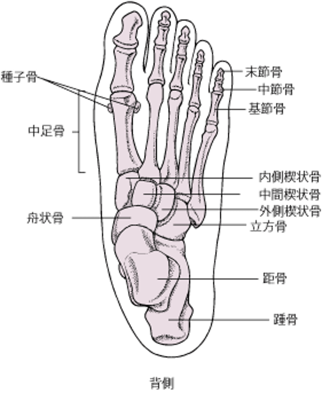 足の骨