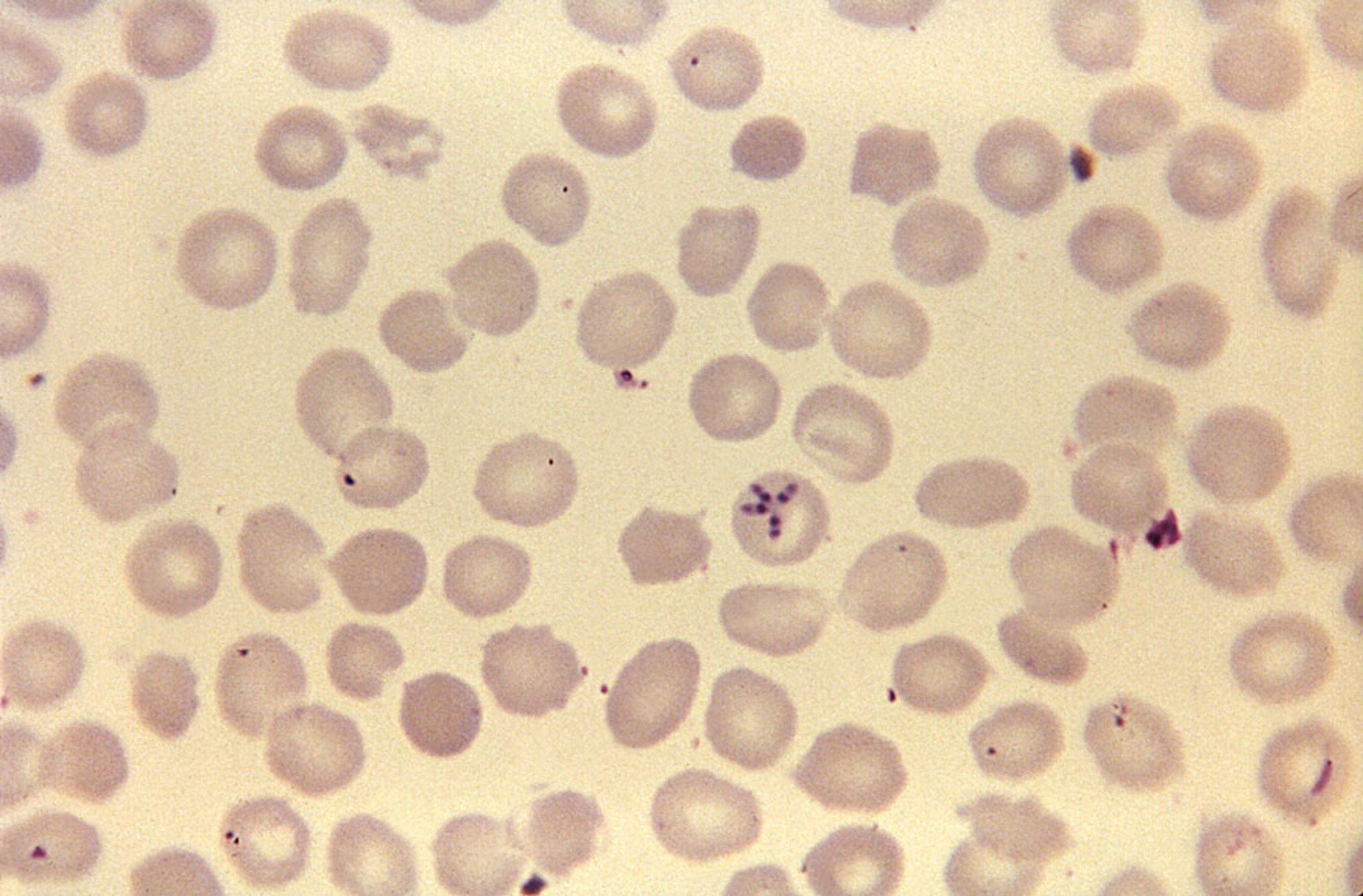 Maltese Cross Formation