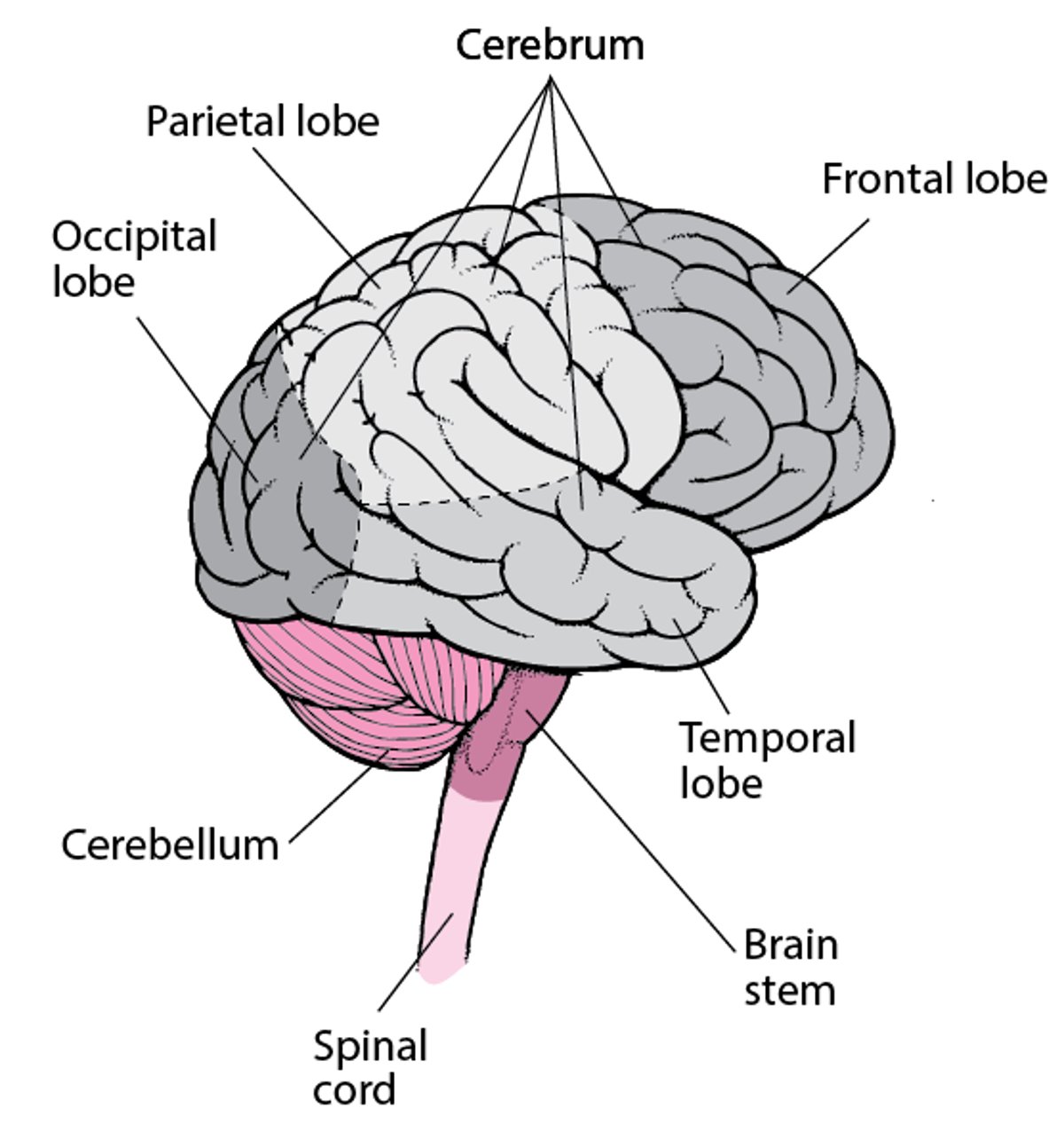 Lobes of the Brain