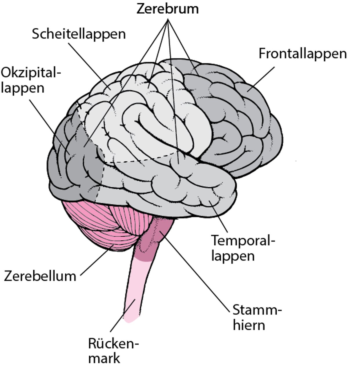 Lappen des Gehirns